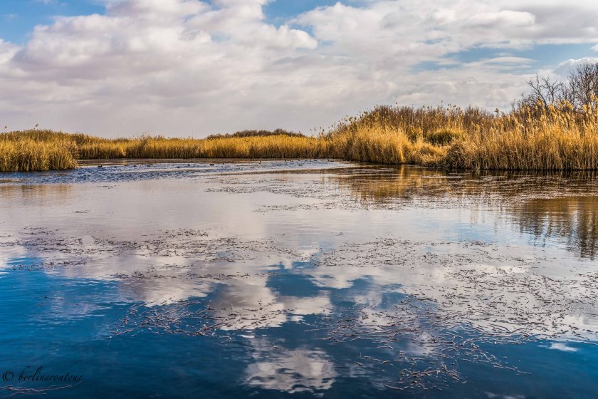 Wetland Reserve Al Azraq